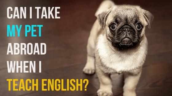 Can you take your pet with you when you teach English abroad?