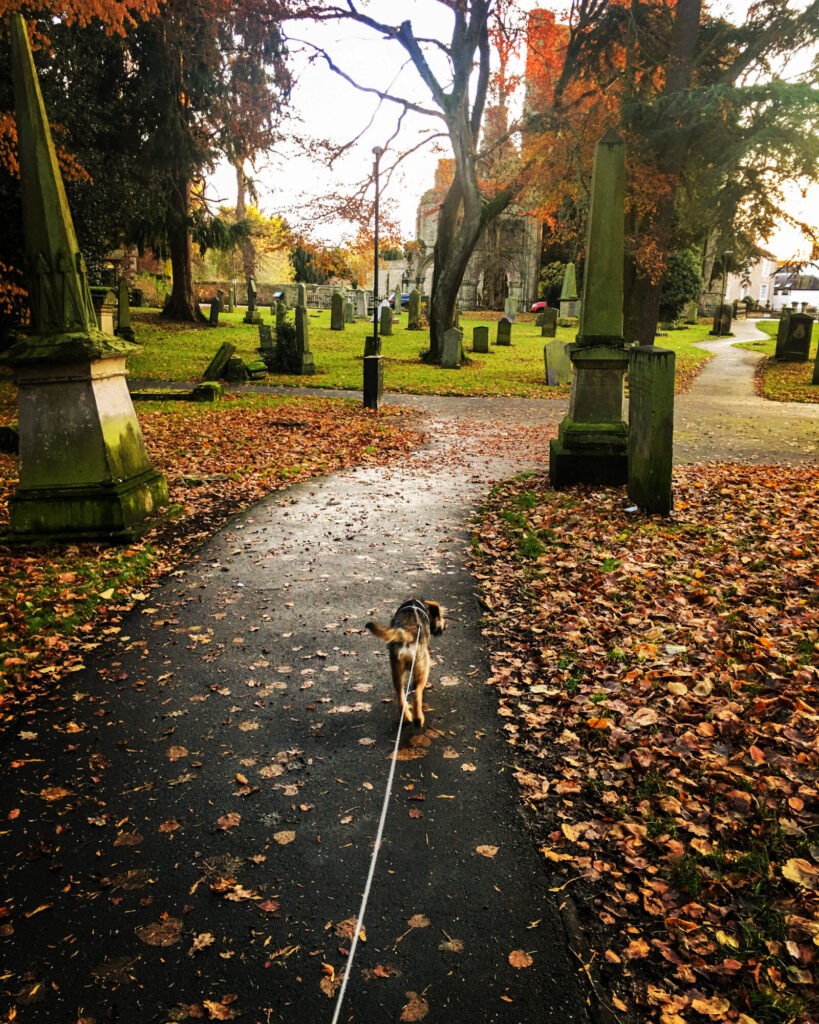 Mari, online English teacher, walking her puppy between classes