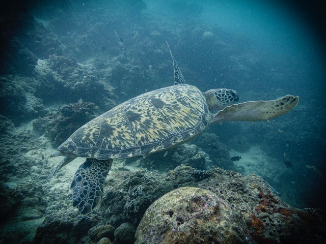 One of the sea life photos Paul took while diving.