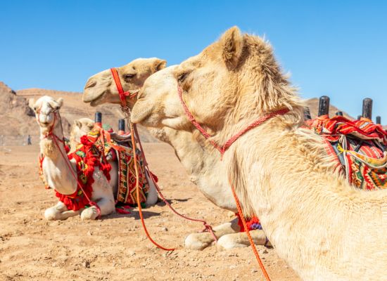 camels resting in the Arabian Desert